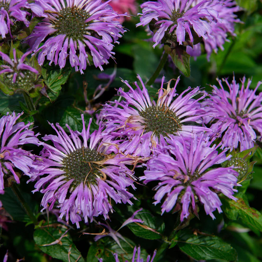 purple bee balm tree